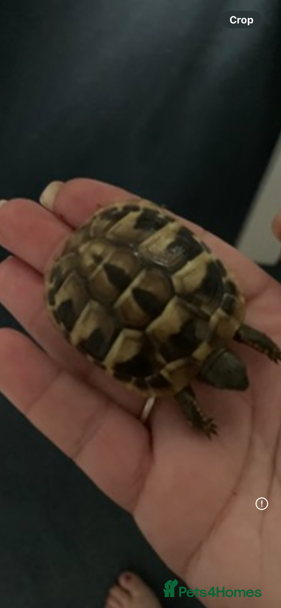 Hermann Tortoise reptiles for sale: 2025 baby hermann tortoises  - Image 2