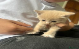 Mixed Breed cats for sale: Mixed breed kittens for sale  - Image 1