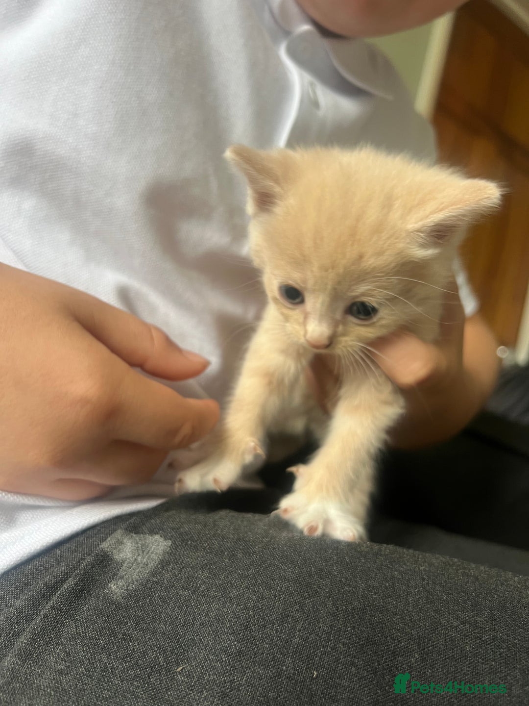Mixed Breed cats for sale: Mixed breed kittens for sale  - Image 1