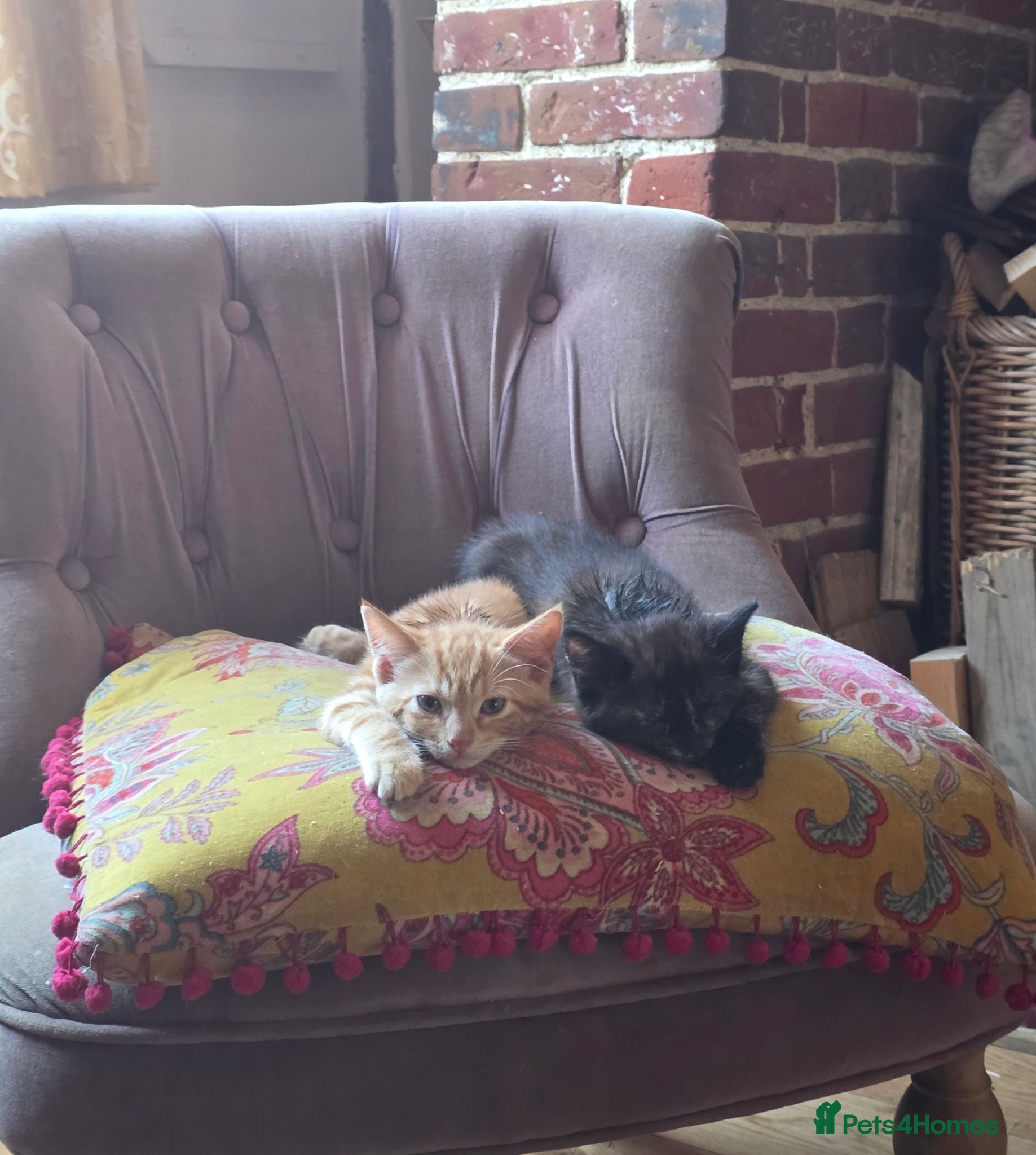 Mixed Breed cats Beautiful kittens mixed bengal  - Advert 1