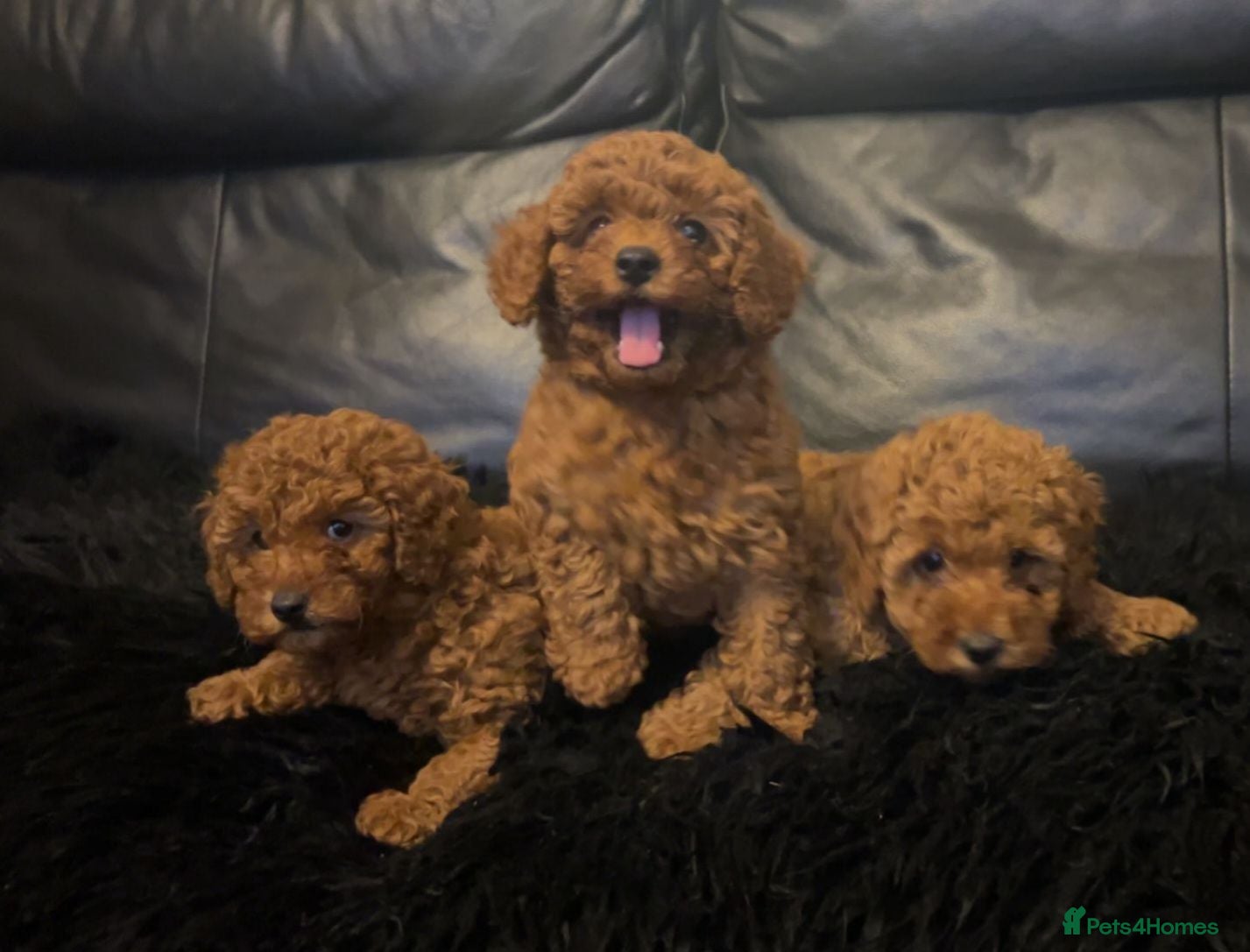 Mixed Breed dogs Miniature poodles girls - Advert 5