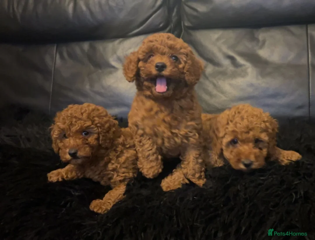 Mixed Breed dogs for sale: Miniature poodles girls in Waltham Cross - Advert 2