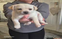 Mixed Breed dogs for sale: Jack russell, pomeranian, chihuahua girl pups - Image 2
