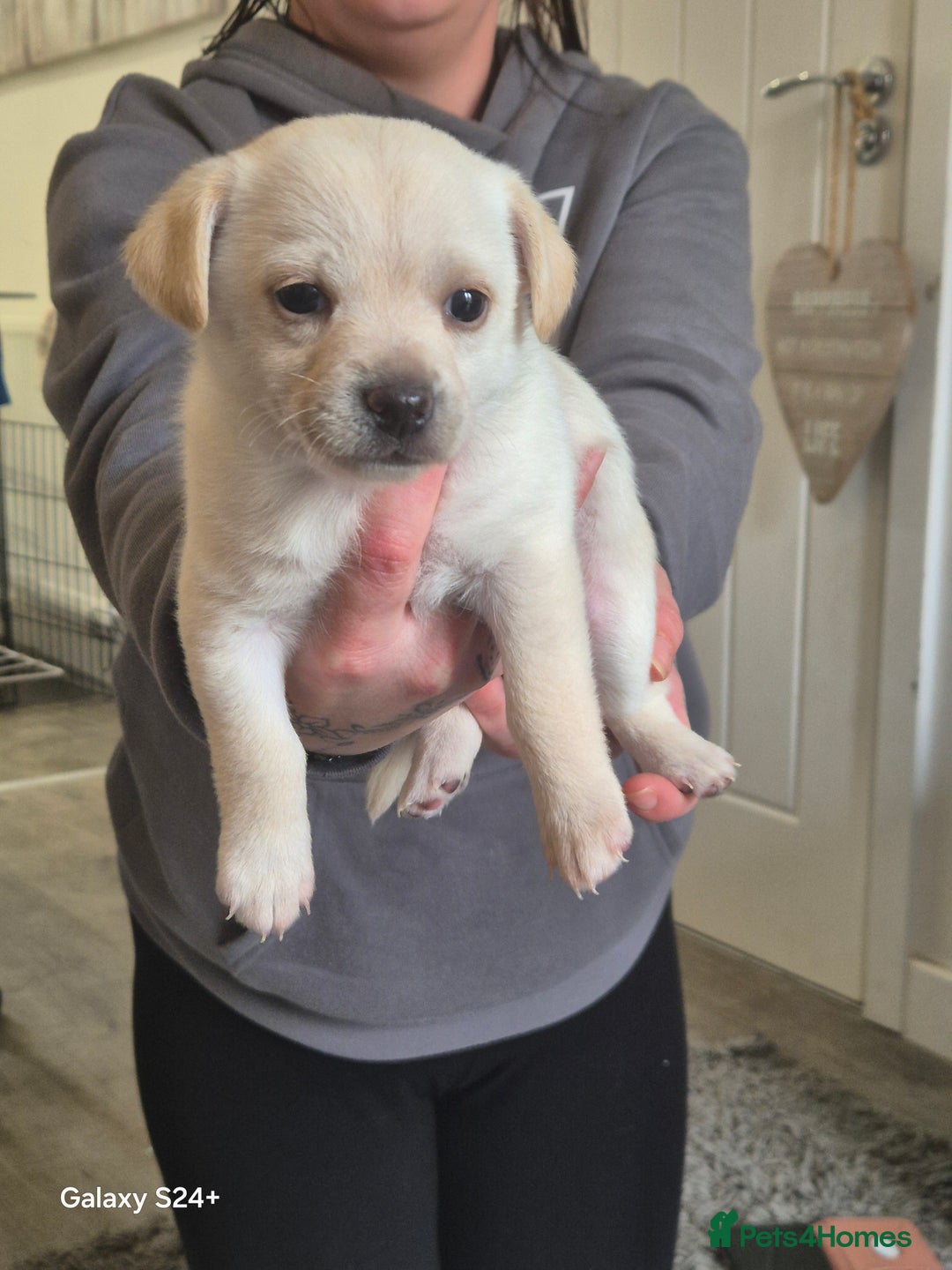 Mixed Breed dogs for sale: Jack russell, pomeranian, chihuahua girl pups - Image 2