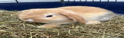 Mini Lop rabbits for sale: Gorgeous Mini Lop Bunnies - Advert 6