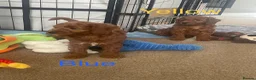 Cockapoo dogs for sale: ✨ Cockapoo Puppies – Family‑Raised Well‑Handled ✨ - Advert 12