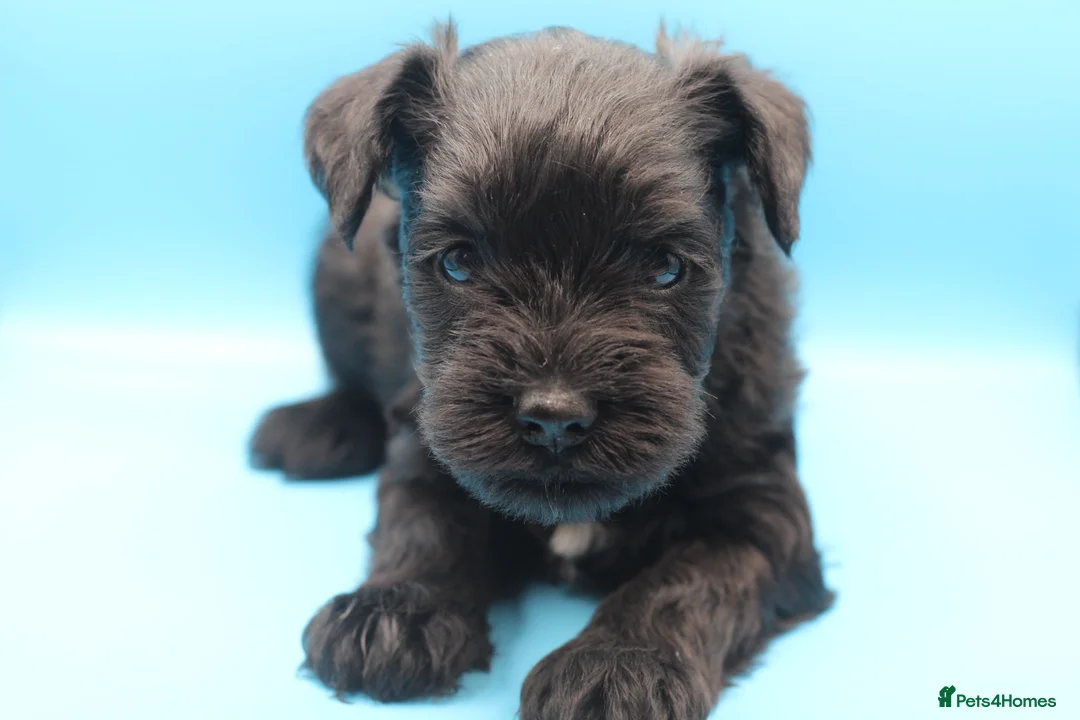 Miniature Schnauzer dogs for sale: 🌟 Exceptional KC Miniature Schnauzer Puppies 🌟 - Advert 1