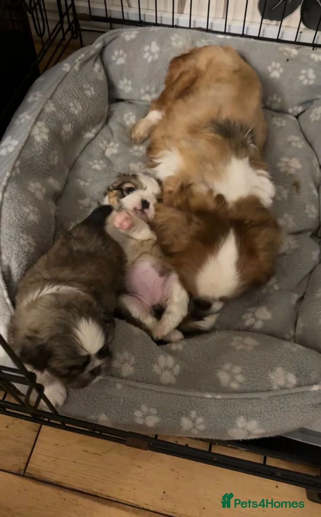 Pekingese dogs for sale: Pekingese puppies  - Advert 1