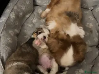 Pekingese dogs Pekingese puppies - Advert 2