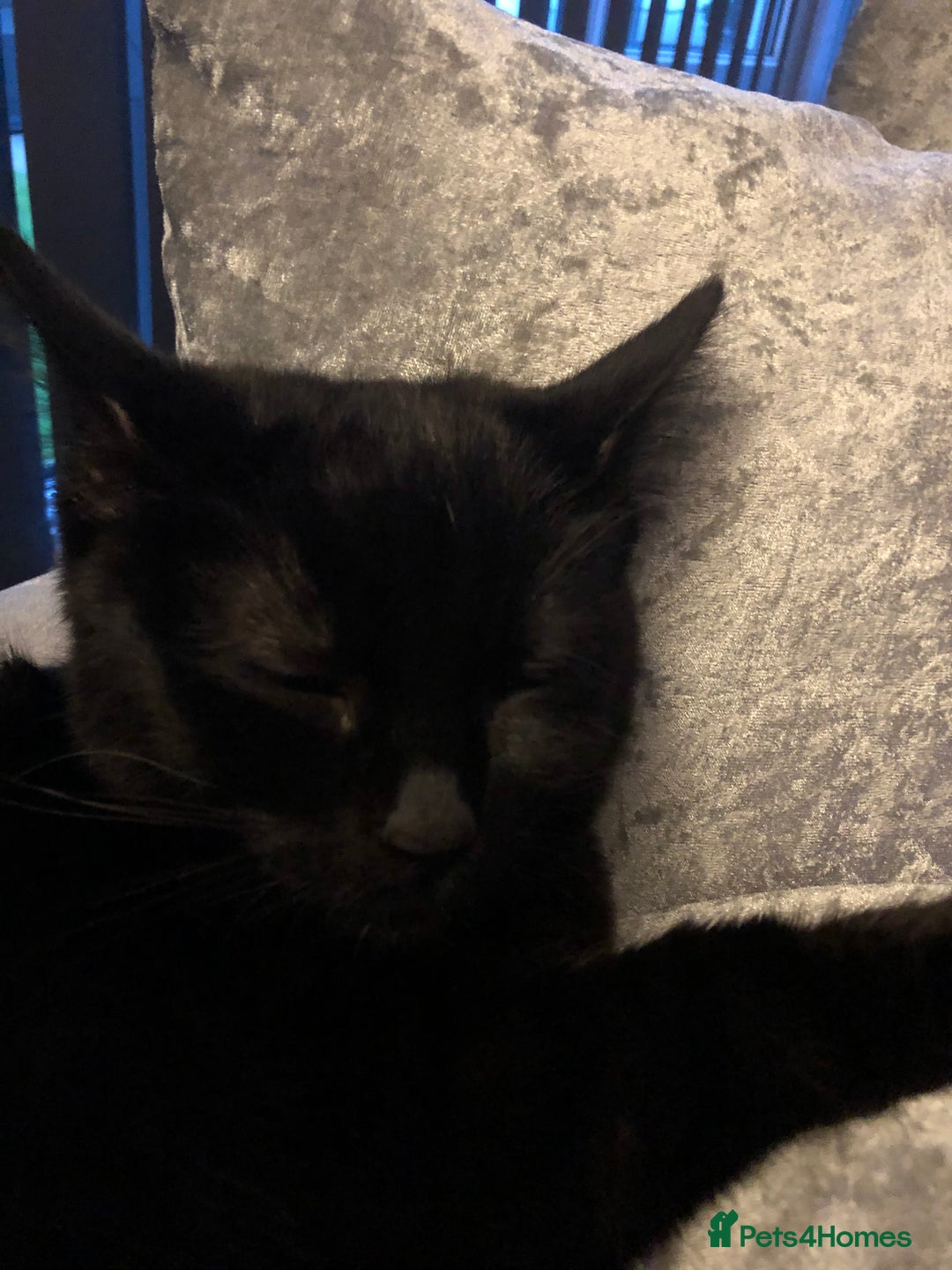 Mixed Breed cats for sale: black kittens ready to leave  - Image 8