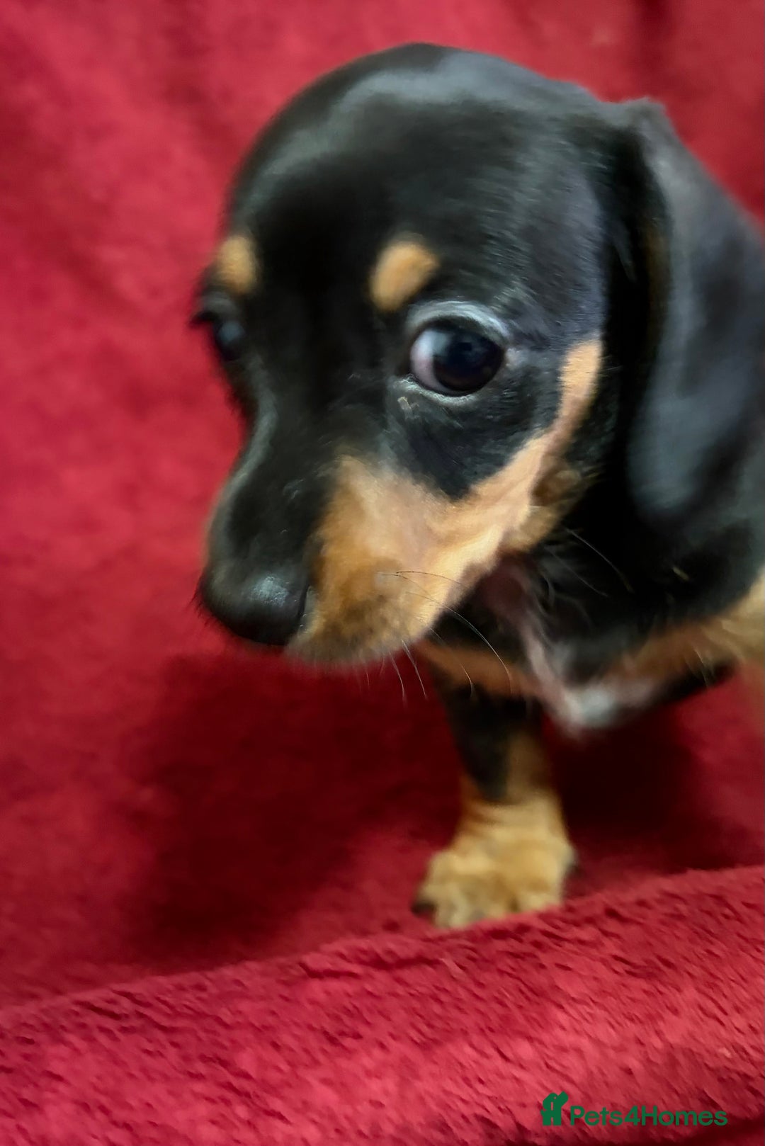Miniature Dachshund dogs for sale: Stunning Miniature Dachshund Boys 💙 - Advert 34