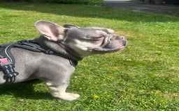 French Bulldog dogs for sale: Rio is looking for his forever home - Advert 3