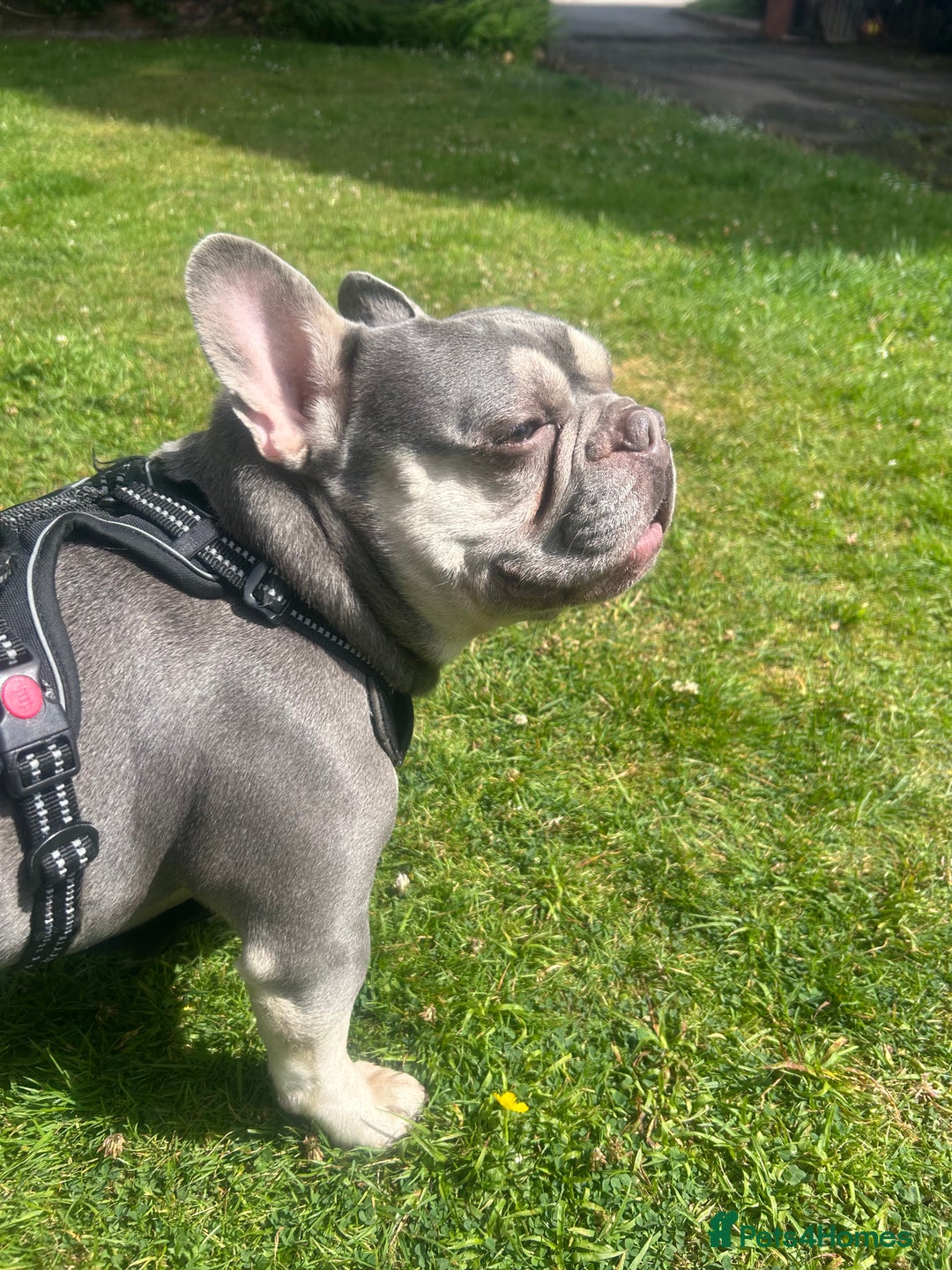 French Bulldog dogs for sale: Rio is looking for his forever home - Advert 3