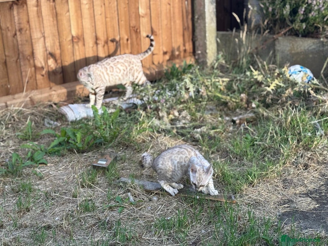 Bengal cats for sale: Champion line Bengal Snow Kittens  - Image 29