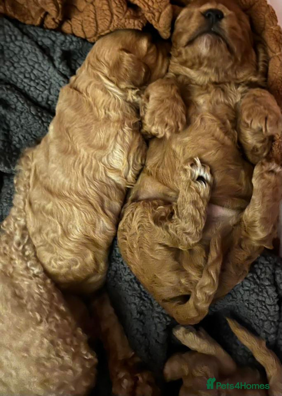 Cavapoo dogs for sale: Stunning Cavapoo Puppies - Advert 25