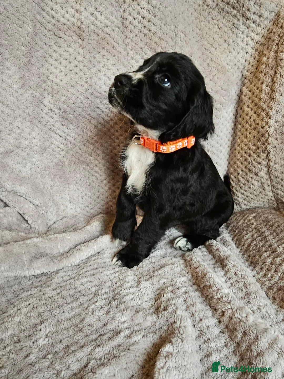 Sprocker dogs for sale: Sprocker Spaniel Puppies * only 1 left * - Advert 12