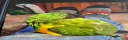 Parrots birds for sale: Female lass who wants a man to love her in Moreton-in-Marsh - Advert 3