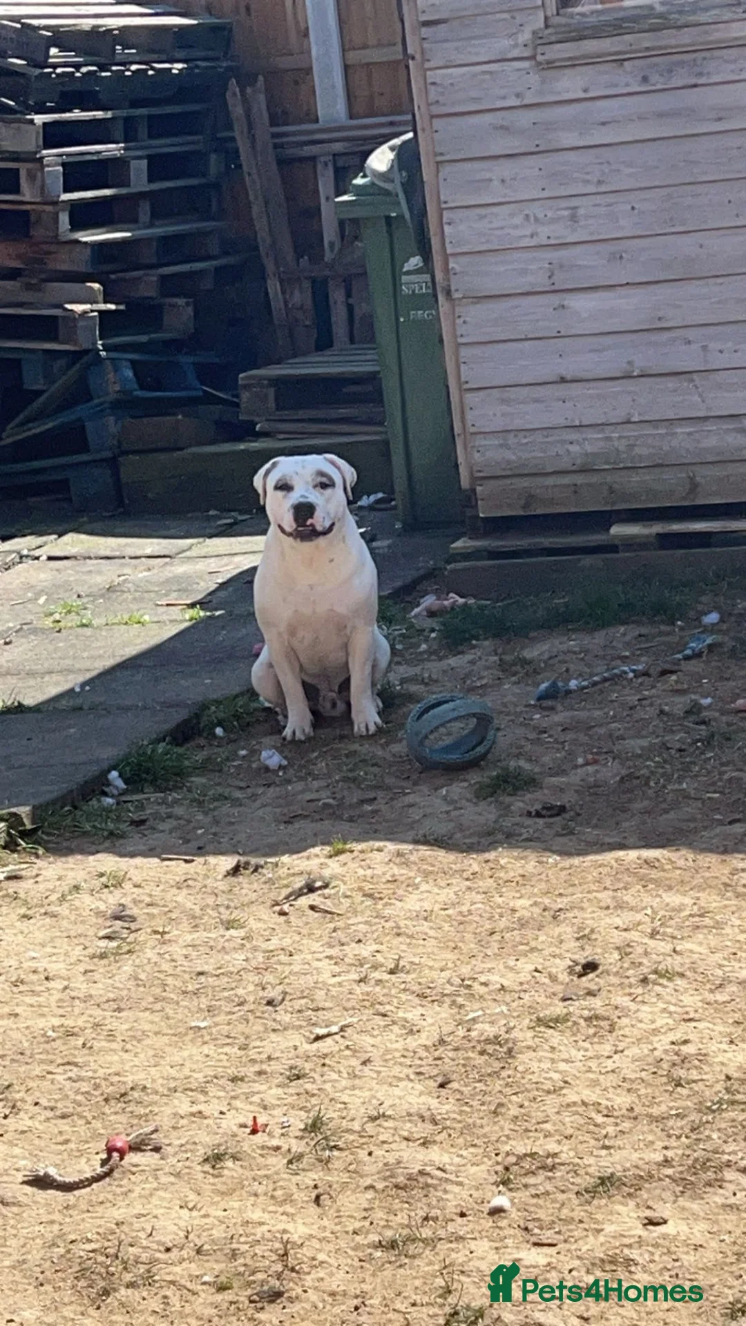 Staffordshire Bull Terrier dogs for sale: 10 month old staffie ghost  - Advert 17