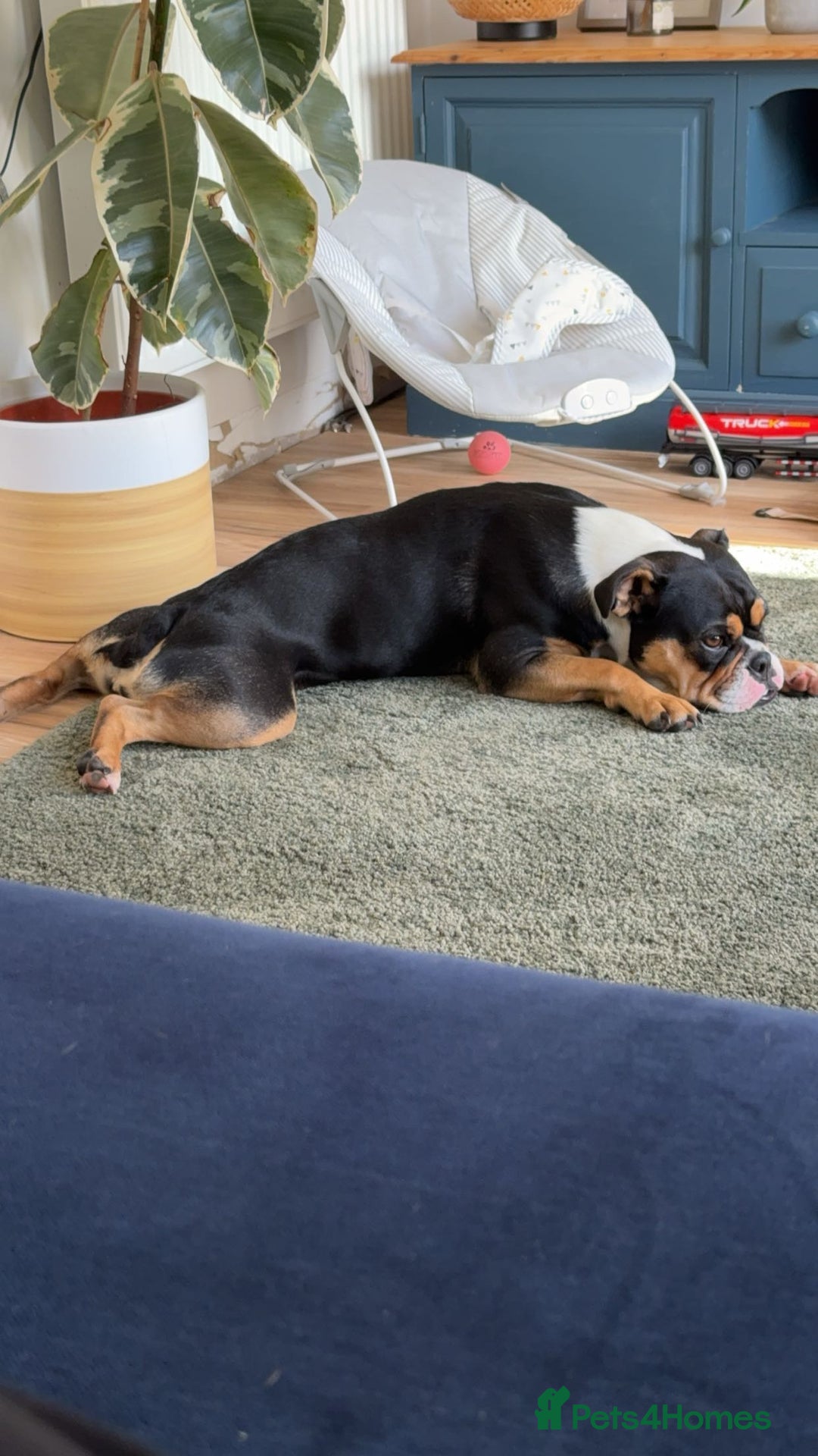 Olde English Bulldogge dogs for sale: Sophie old English bulldog - Advert 5