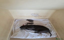 Staffordshire Bull Terrier dogs for sale: 3 playful, lively chunky puppies - Image 8
