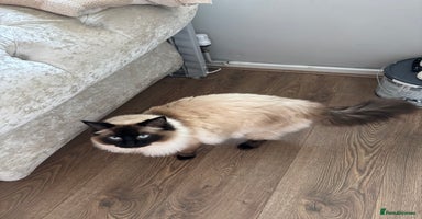 Ragdoll cats - Advert 6