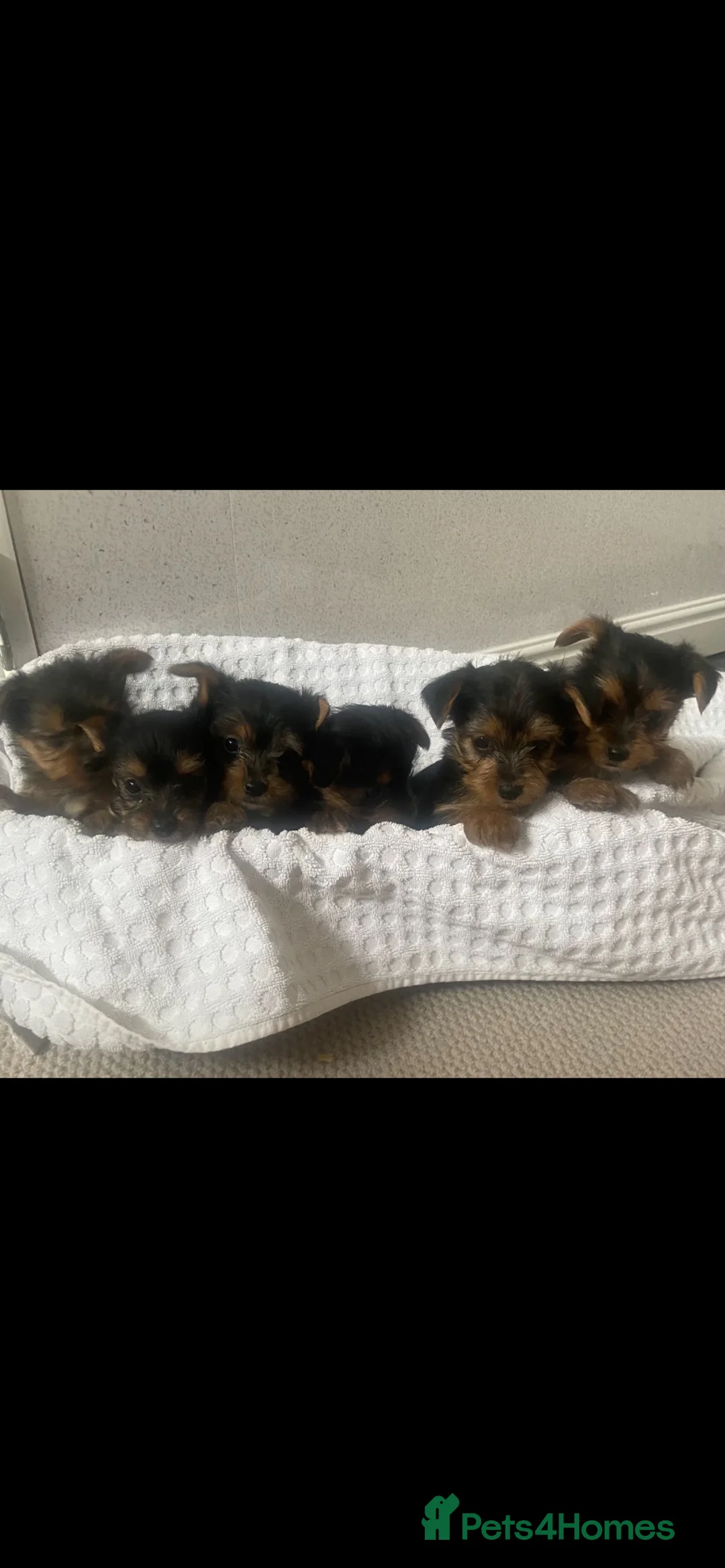 Yorkshire Terrier dogs for sale: Yorkshire terrier puppies for sale  in Northallerton - Advert 11