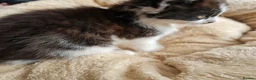 Mixed Breed cats for sale: Two Black And White Female Kittens  - Advert 14