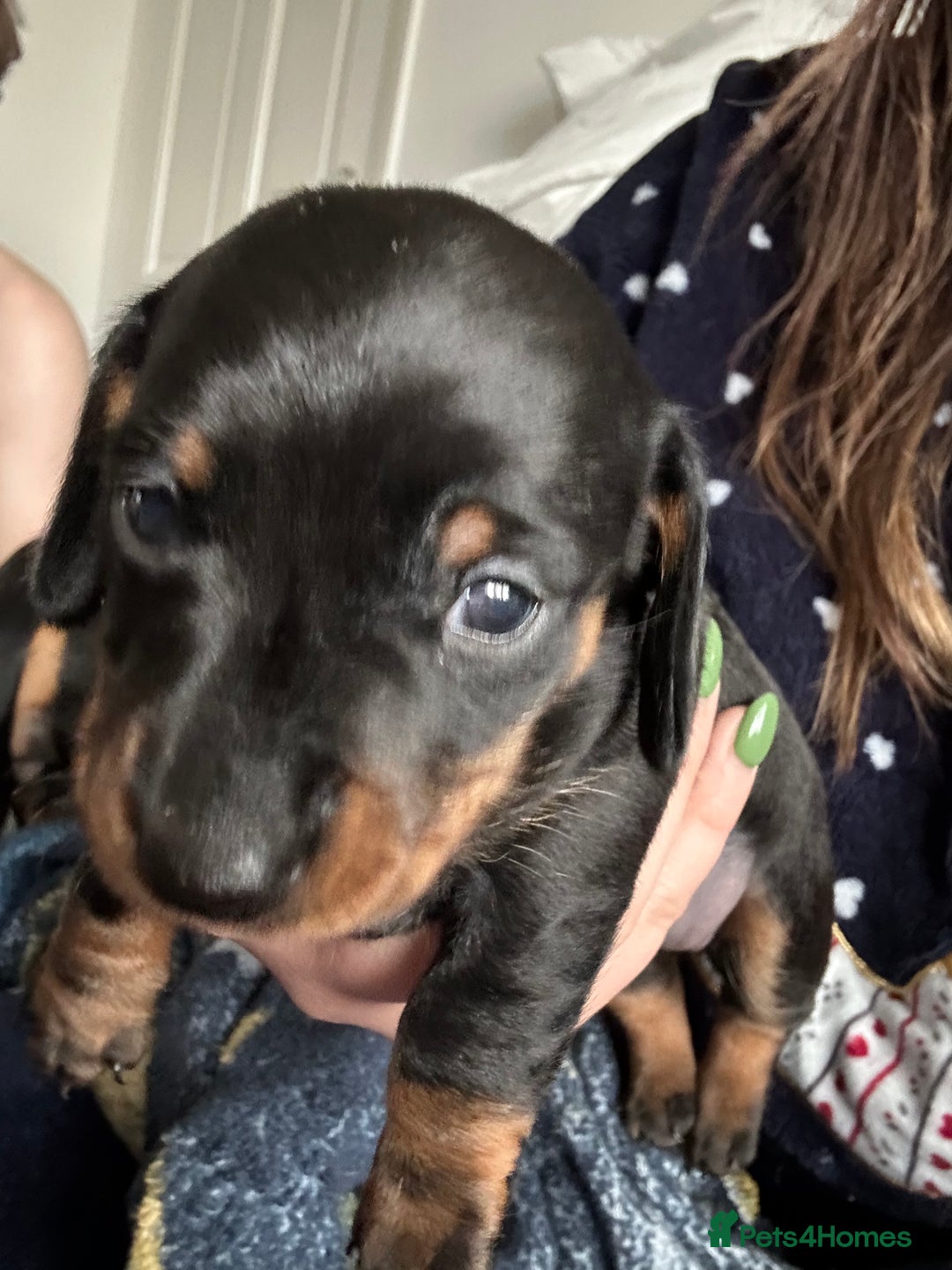 Miniature Dachshund dogs for sale: Beautiful miniature dachshunds  - Advert 2