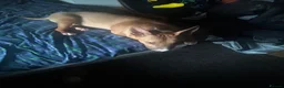 Bull Terrier dogs for sale: BEAUTIFUL YOUNG MALE BULL TERRIER - Advert 4