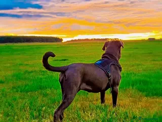 Cane Corso dogs **** Blue Cane Corso Female, 2 yrs old **** - Advert 5
