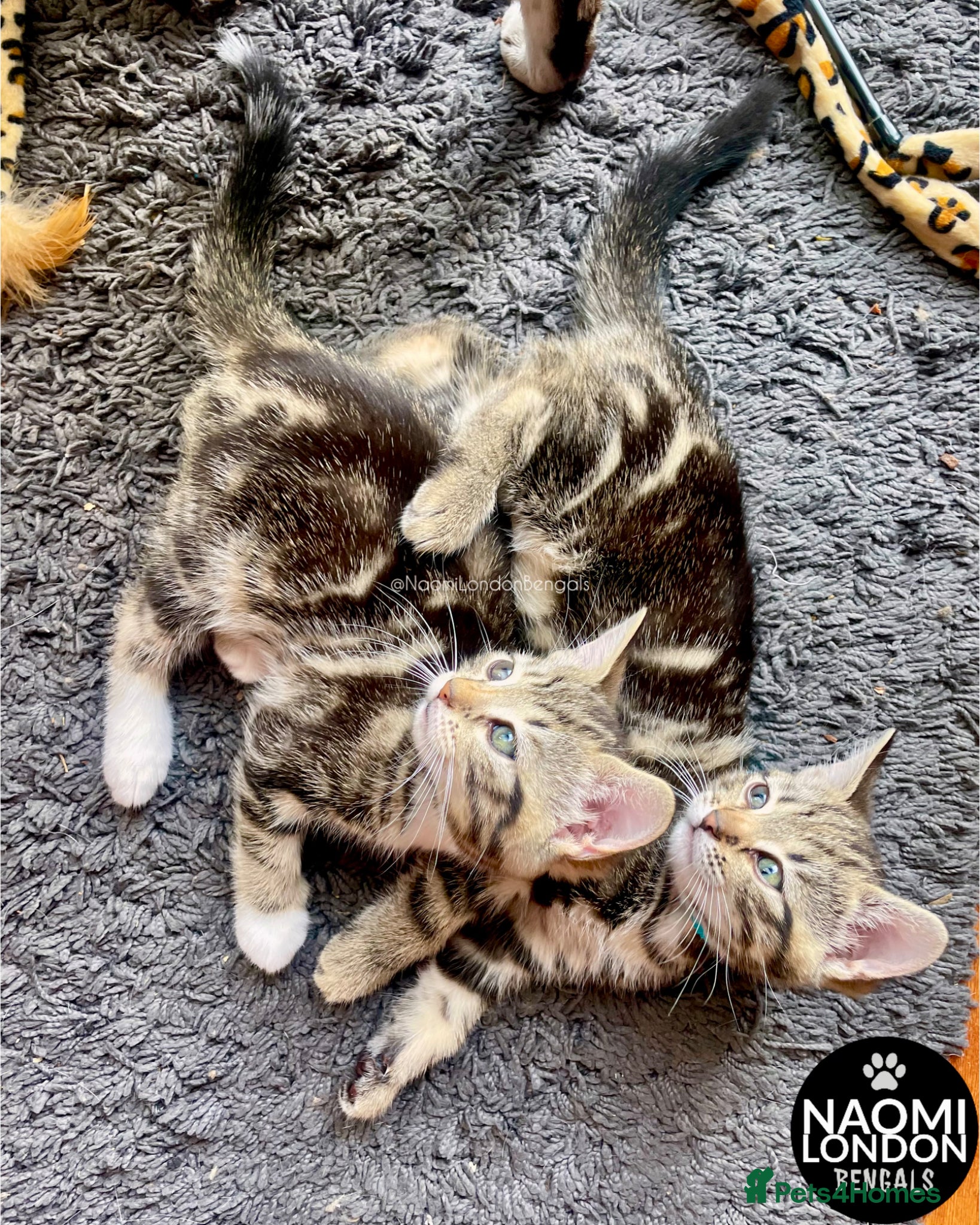Bengal cats 💙🩵 BENGAL KITTENS 🩵💙 2 AVAILABLE! 🔥🔥 - Advert 2