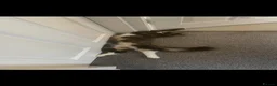 British Longhair cats for sale: Kittens 2 left mother is Maine coon  - Advert 18