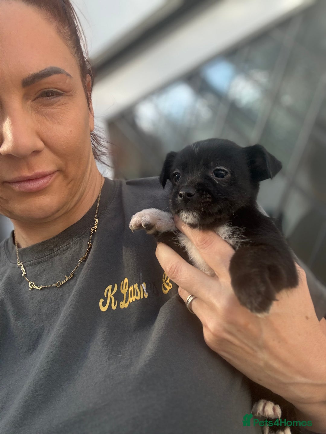 Mixed Breed dogs for sale: Jackahuahua - Image 5