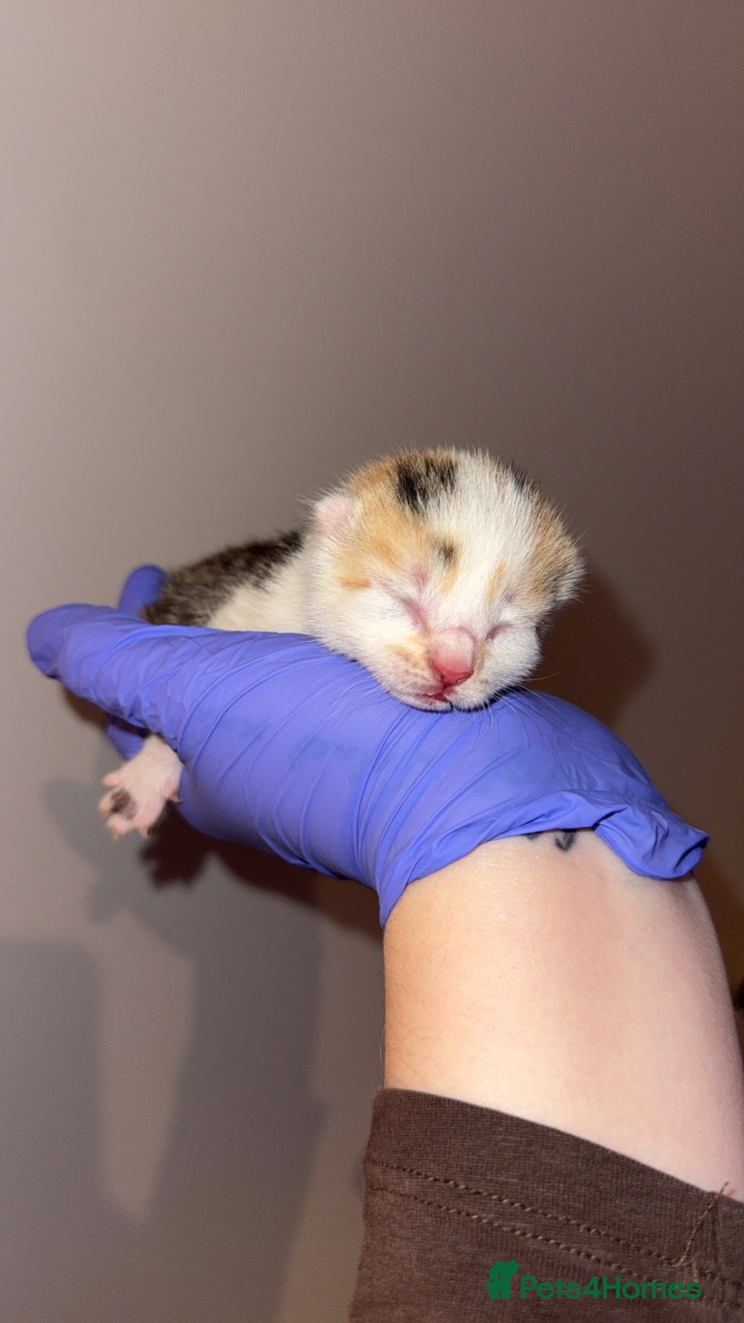 Domestic Shorthair cats for sale: 5 kittens available  - Advert 13