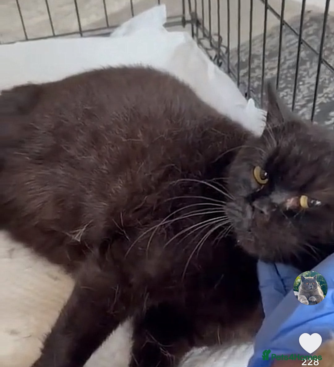 British Shorthair cats for sale: Affectionate Kitten for Rehoming – Indoor Home - Advert 1