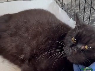 British Shorthair cats Affectionate Kitten for Rehoming – Indoor Home - Advert 2