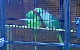 Parrots birds for sale: Alexanderine proven pair beautiful large  - Image 6
