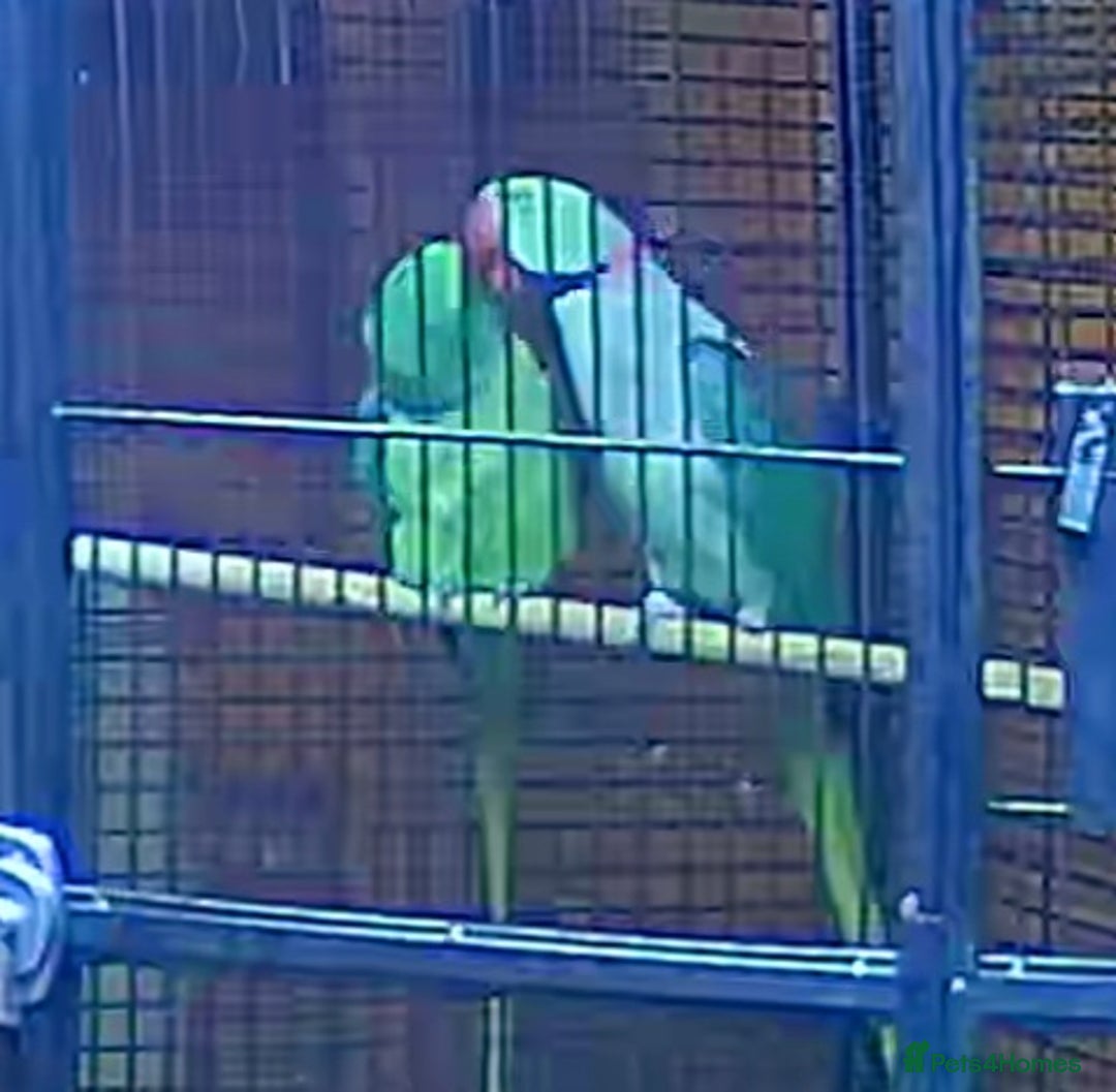 Parrots birds for sale: Alexanderine proven pair beautiful large  - Image 6