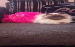 Mixed Breed cats for sale: Ragdoll cross Scottish fold - Image 4