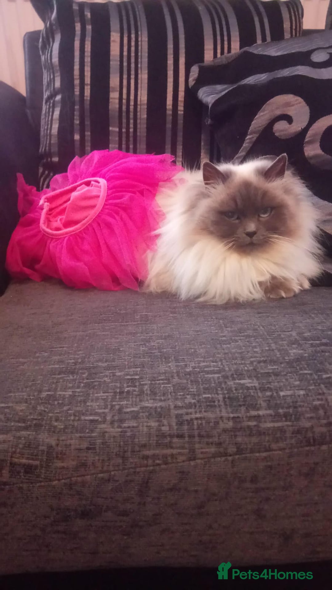 Mixed Breed cats for sale: Ragdoll cross Scottish fold - Image 4