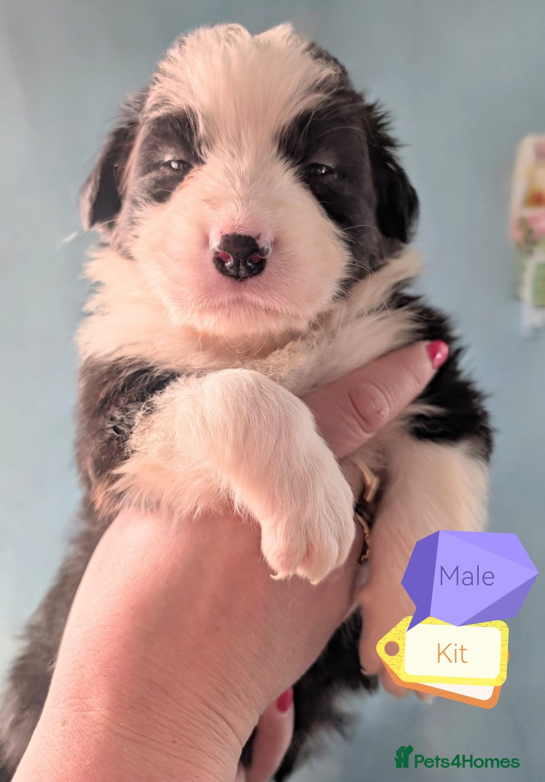 Mixed Breed dogs for sale: Beautiful Bordernese Puppies - Advert 22