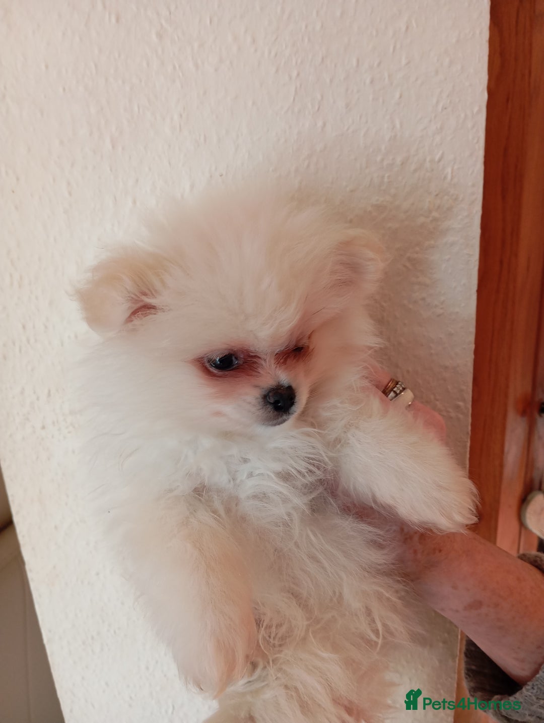 Pomeranian dogs for sale: 5 Pomeranian Puppies private sale Mum and Dad - Advert 3
