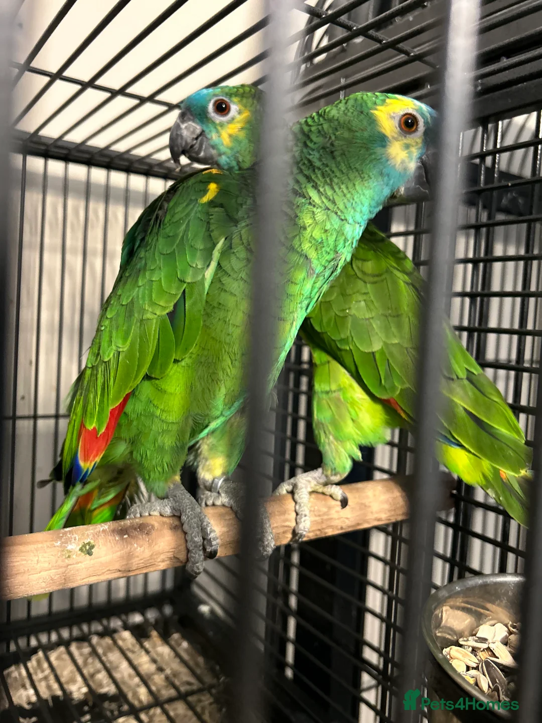 Parrots birds for sale: Hand Reared Blue Fronted Amazons  - Advert 2