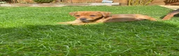 Mixed Breed dogs for sale: Patterdale x Plummer terrier - Advert 2