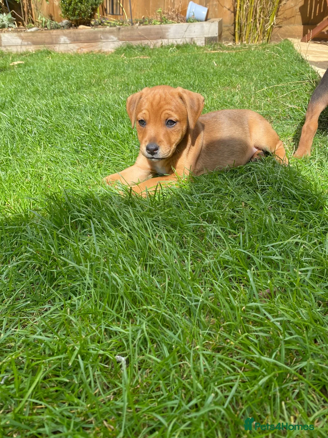 Mixed Breed dogs for sale: Patterdale x Plummer terrier - Advert 2