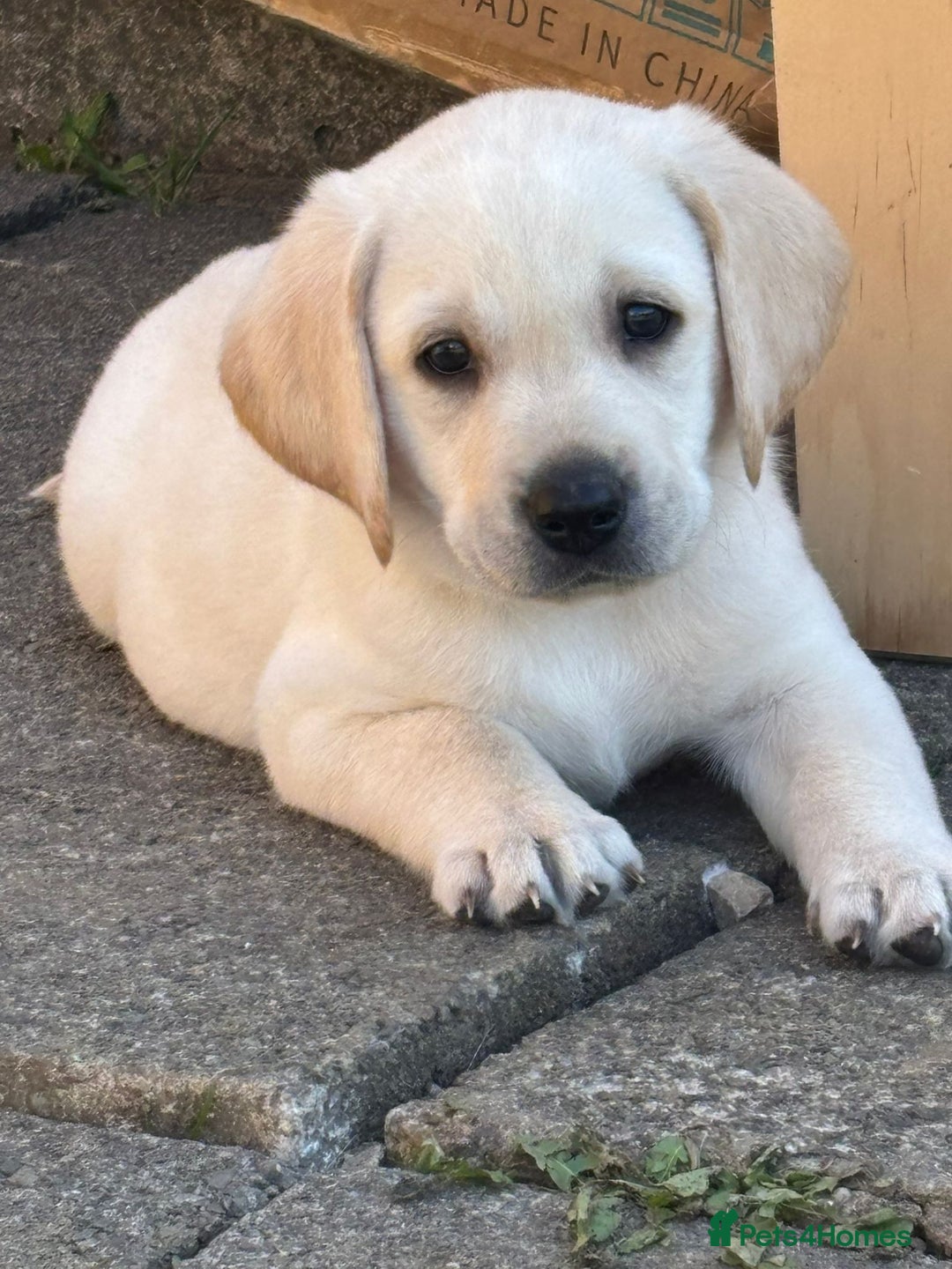 Labrador Retriever dogs for sale: Labrador retriver - Advert 4