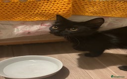 Mixed Breed cats for sale: 2 x beautiful girl kittens  - Image 1
