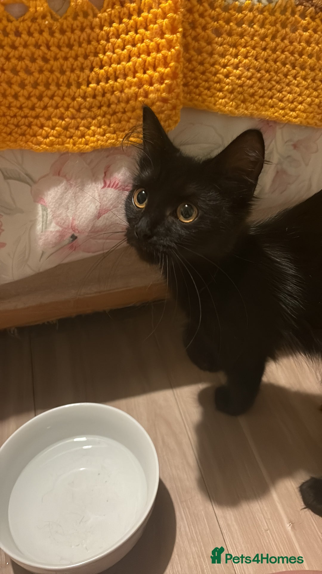 Mixed Breed cats for sale: 2 x beautiful girl kittens  - Image 1