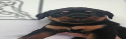 Rottweiler dogs for sale: Exceptional Rottweiler Pups- ready in a week! - Advert 20
