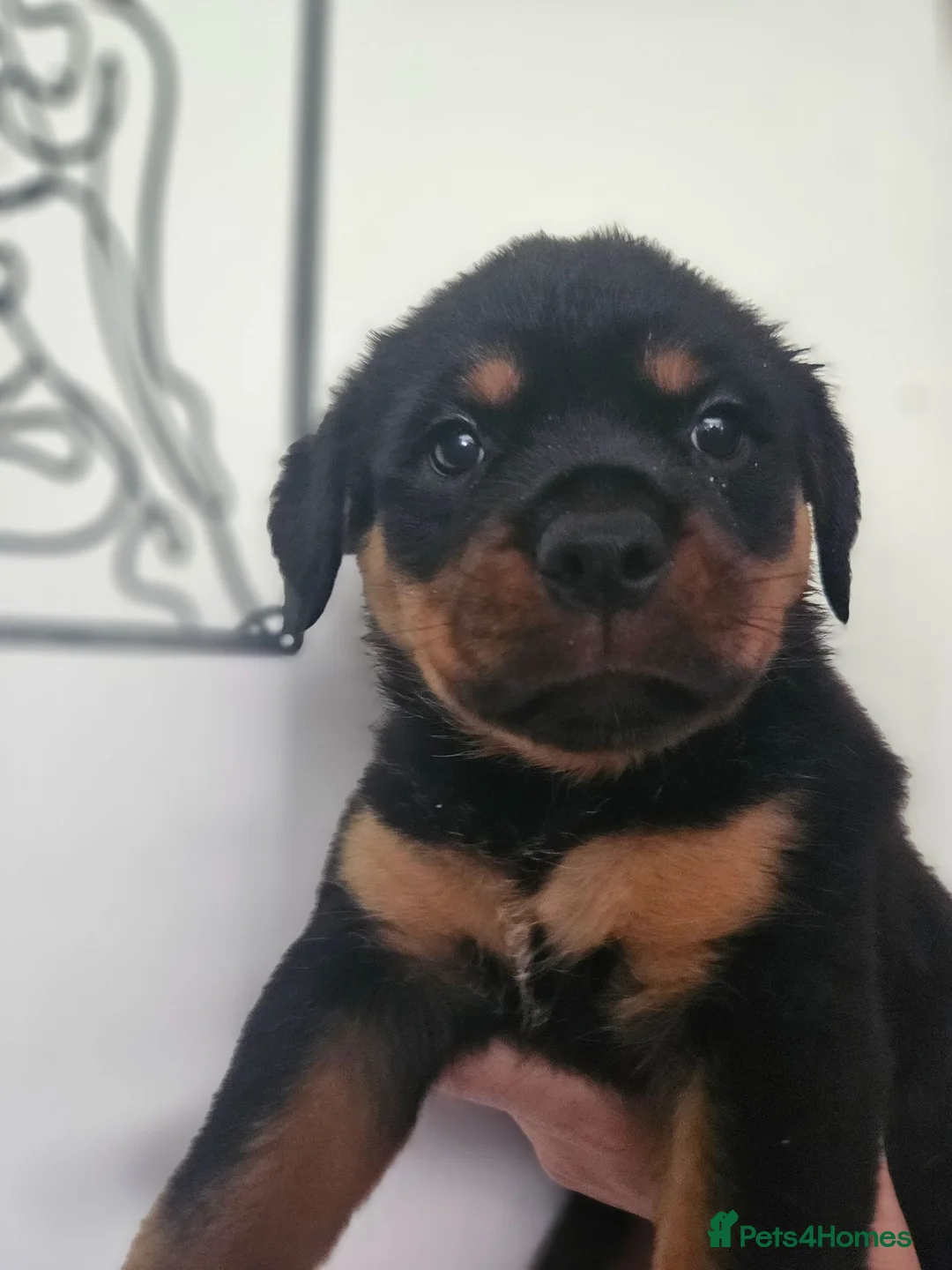 Rottweiler dogs for sale: Exceptional Rottweiler Pups- ready in a week! - Advert 20
